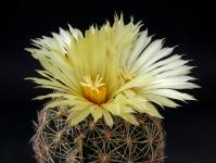 Thumbnail of 0764_Coryphantha retusa_20120710(1).jpg